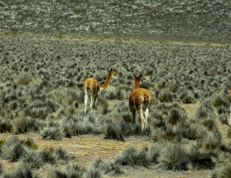 neeraj pepsu verified height