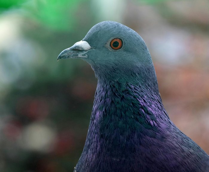 jason sangha cricket biography