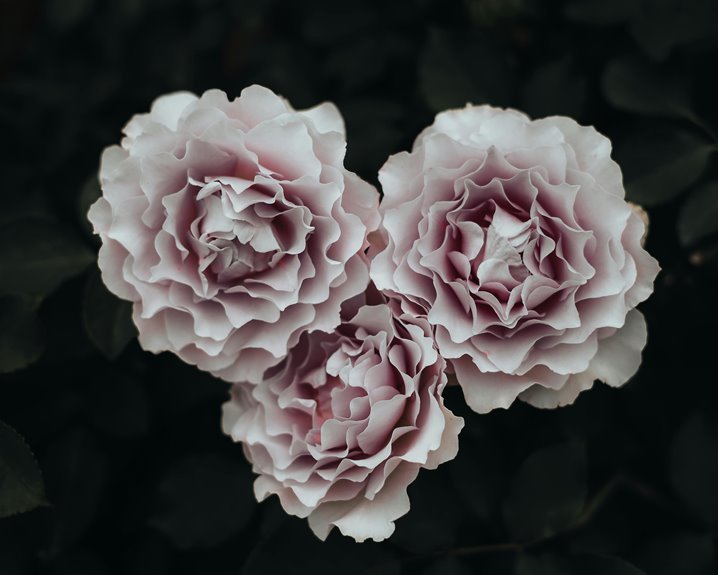 bloomara budharbor index glowmatrix