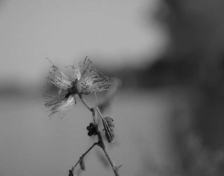 cantriel petalridge novaformat digest