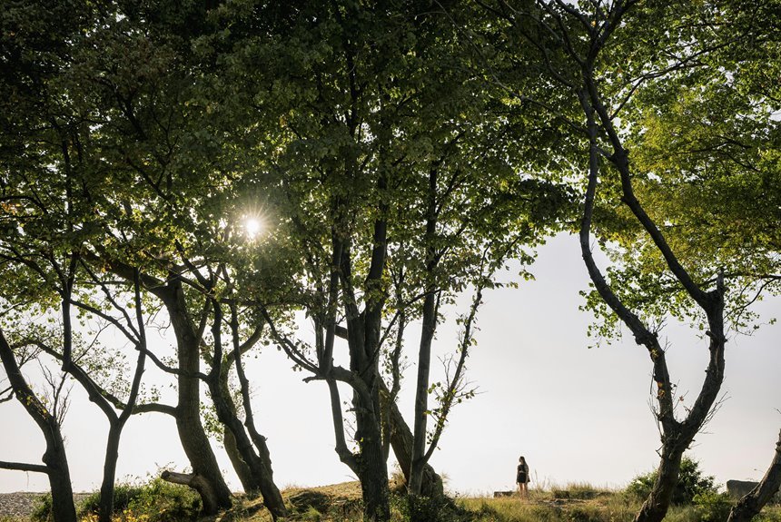 cookape org portal service